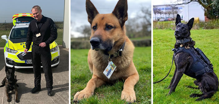 Police dog clearance collar